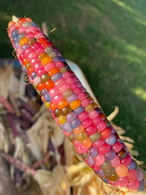 Разноцветная кукуруза, акварель …» — создано в Шедевруме