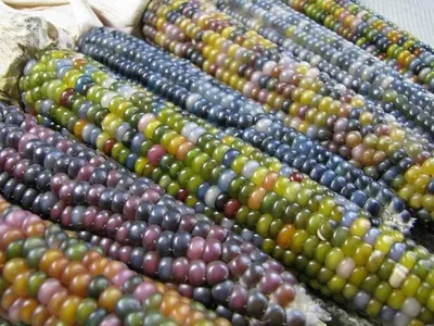 Разноцветная индийская кукуруза для украшения дня благодарения. | Премиум  Фото
