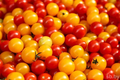 Разноцветные помидоры стоковое изображение. изображение насчитывающей  цветасто - 164256807