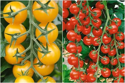 Разноцветные помидоры: какой томат подходит именно вам? | Садория.ру | Дзен