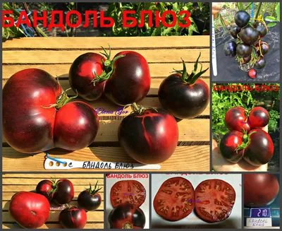 Купили 13 видов помидоров на Комаровке. Бонус — огурцы за 30 рублей