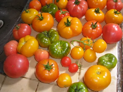 Выбираем сорт томатов: детерминантные, гибриды F1, пасынкование |  agrobook.ru
