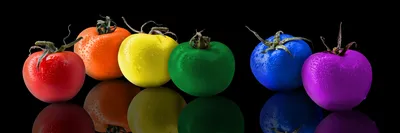 Ветка помидоров. Разноцветные помидоры с листьями. Векторная изолированная  иллюстрация. - Ozero - российский фотосток