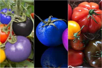 Разноцветные томаты. Описание, полезные свойства. Особенности выращивания.  Фото — Ботаничка