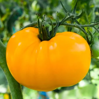 Самые разноцветные помидоры. Давайте выращивать краски! | На природе, во  саду и в огороде | Дзен