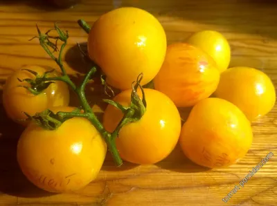 Разноцветные помидоры в горчично-масляном маринаде - рецепт автора Анна  Валерьевна