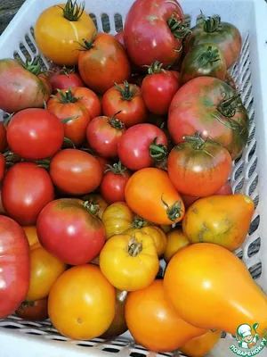 Разноцветные помидоры на деревянной поверхности закрываются Здоровая  органическая пища Стоковое Изображение - изображение насчитывающей  померанцово, природа: 163670261