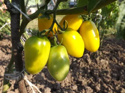 Чем желтые томаты отличаются от красных? Какие помидоры полезнее и вкуснее?  — читать на Gastronom.ru