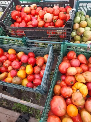 Набор семян томатов | КоллекцияТоматов74