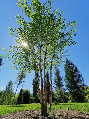 Берёза Плакучая - Береза повислая - Береза бородавчатая (Betula Pendula)  СЕМЕНА 500шт + подарочные семена | AliExpress