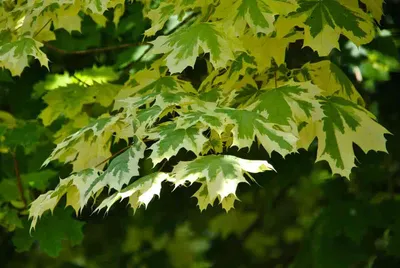 Обычный клён на необычный лад. Сорта, которые удивляют | 🌿Школа садоводов  ▷ Марии В. | Дзен