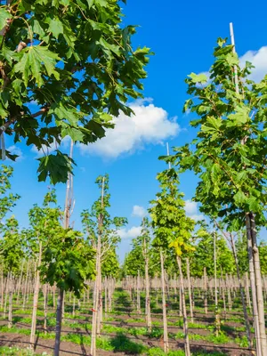 Клен белый, acer pseudoplatanus