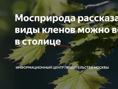 🌱 Клен ясенелистный Variegata по цене от 1800 руб: саженцы, крупномеры -  купить в Москве с доставкой - интернет-магазин Все Сорта