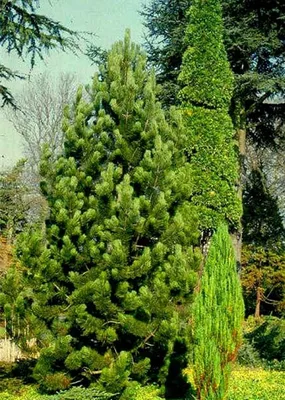 Сосна обыкновенная тип Норвежский (Pinus silvestris Typ Norwegen) / Садовый  центр Селятино