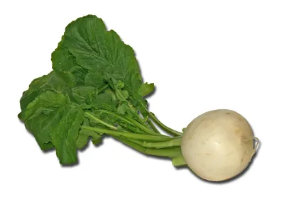 Репа: овощ, который может быть полезен для здоровья» — создано в Шедевруме