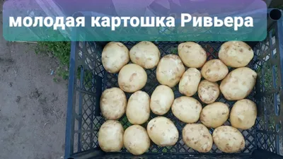 Всё о картофеле Ривьера – описание сорта, посадка, уход и другие аспекты +  фото