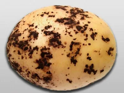 Опасная «грязь» – ризоктониоз картофеля | Азбука садовода