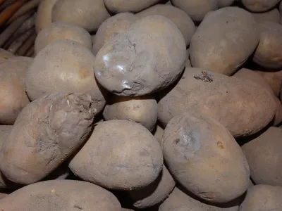 Минусинцам следует знать ЭТО о болезни картофеля