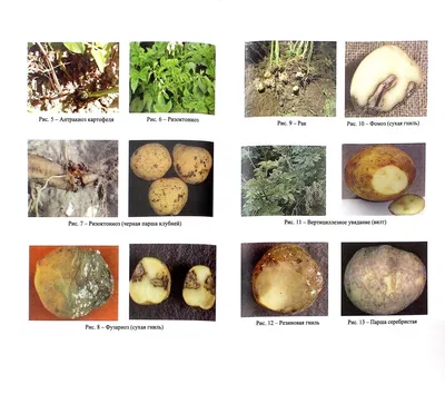 Болезни картофеля: причины и признаки появления, способы избавления
