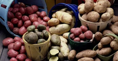 Голова садовая - Болезни картофеля - YouTube