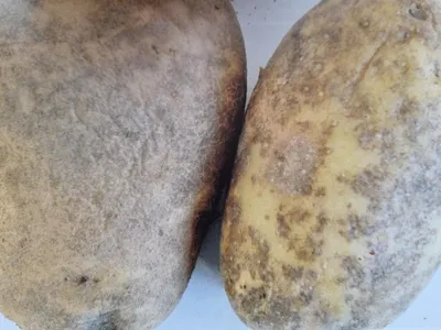 Черная ножка - болезни картофеля | Картофельные технологии