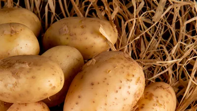 Парша обыкновенная - болезни картофеля | Картофельные технологии