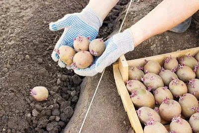 Ростки На Клубнях Картофеля Проросший Картофель На Белом Фоне — стоковые  фотографии и другие картинки Vegetative Стадия - iStock