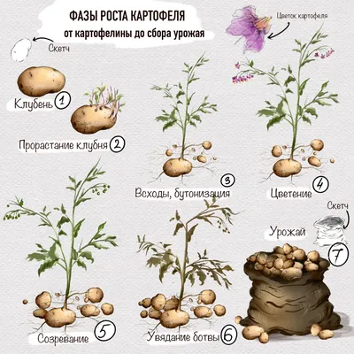 Одинокий картофель пустил ростки по …» — создано в Шедевруме