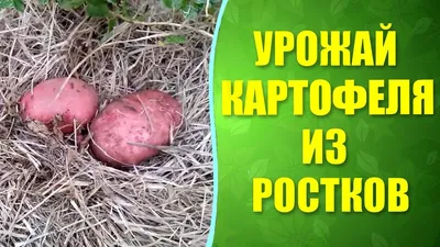 Как собрать картофель уже в июне: 7 секретов раннего урожая — новости  Техноэкспорт