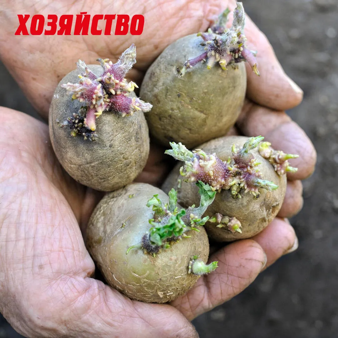 Сколько цветет картошка. Пророщенный клубень картофеля. Посадка картофеля. Проросшая картошка. Картофельпосадосныйматериал.