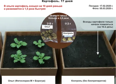 Лечебные свойства ростков картофеля и их применение в народной медицине |  Национальная еда, Идеи для блюд, Картофель