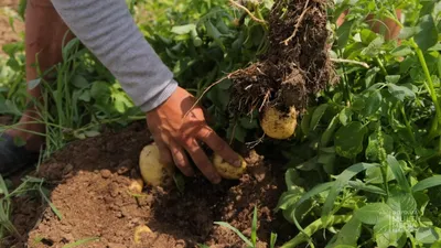 Молодые ростки картофеля на поле. Поле картофель фермы Стоковое Фото -  изображение насчитывающей рядок, культура: 188440130