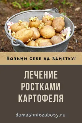 Никогда не выбрасывайте ростки картофеля. У них очень важная функция в  саду. - Grydka