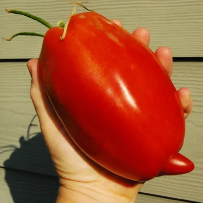 Фунгицид Байер Превикур Энерджи для томатов и огурцов комплексный 60 мл -  отзывы покупателей на Мегамаркет