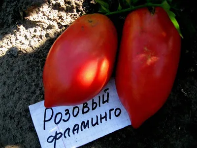 Как выращивать помидоры в Украине - Купить семена почтой. Интернет магазин  семян Щедра Грядка