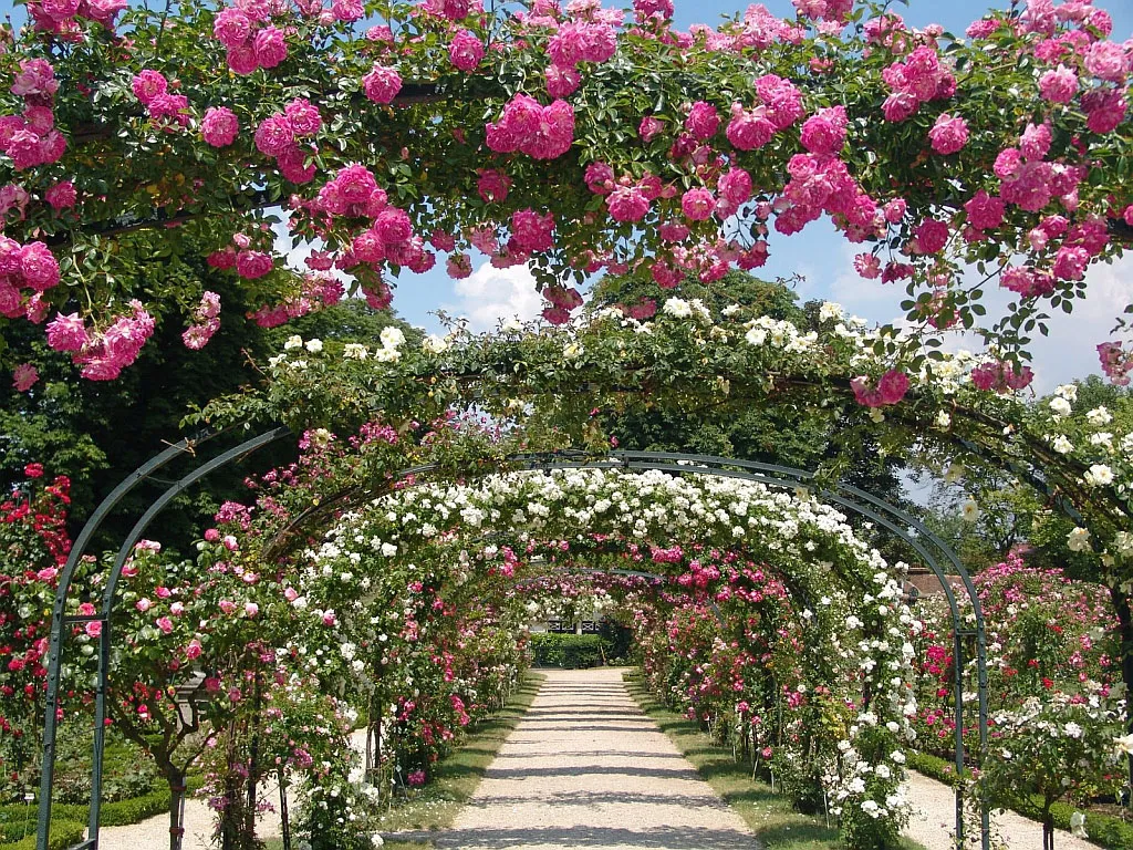 Твой сад розы. Никитский Ботанический сад розарий. Никитский Ботанический сад в Крыму розы. Ботанический сад плетистые розы. Никитский Ботанический сад арка.