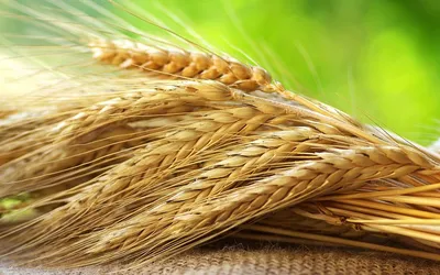 Колосья (рожь, пшеница) (00060) купить поштучно с доставкой в Архангельске