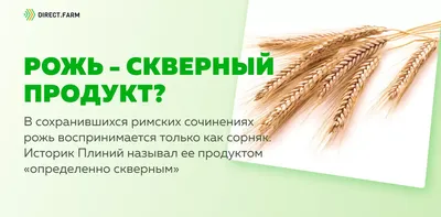 Ячмень, пшеница, рожь и овёс: в чём их сходство и разница, как отличить с  фото, что лучше для организма и возможный вред