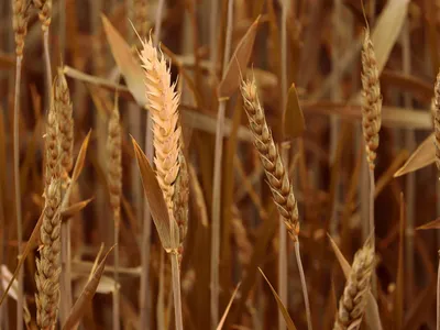 Жито сухоцвіт рожь пшениця пшеница: 200 грн. - Поделки / рукоделие Чернигов  на Olx