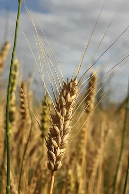 Рожь Зерно Пшеница - Бесплатное фото на Pixabay - Pixabay