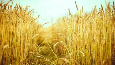 Бесплатное изображение: поля, сельское хозяйство, урожай, рожь, пшеница