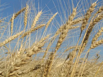 Пшеница И Рожь — стоковые фотографии и другие картинки Без людей - Без  людей, Белый, Белый фон - iStock