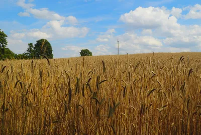 Картинки пшеницы и ржи - 52 фото