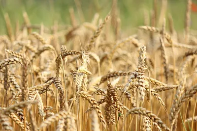 Мировые цены на пшеницу, рожь и кукурузу держатся на небывалом уровне | ИА  Красная Весна