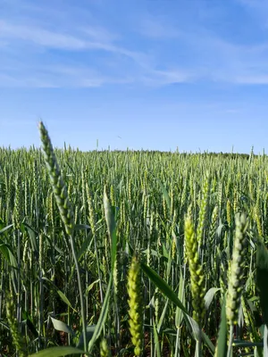 В Тверской области убирают пшеницу, рожь и тритикале | ОБЩЕСТВО: События |  ОБЩЕСТВО | АиФ Тверь