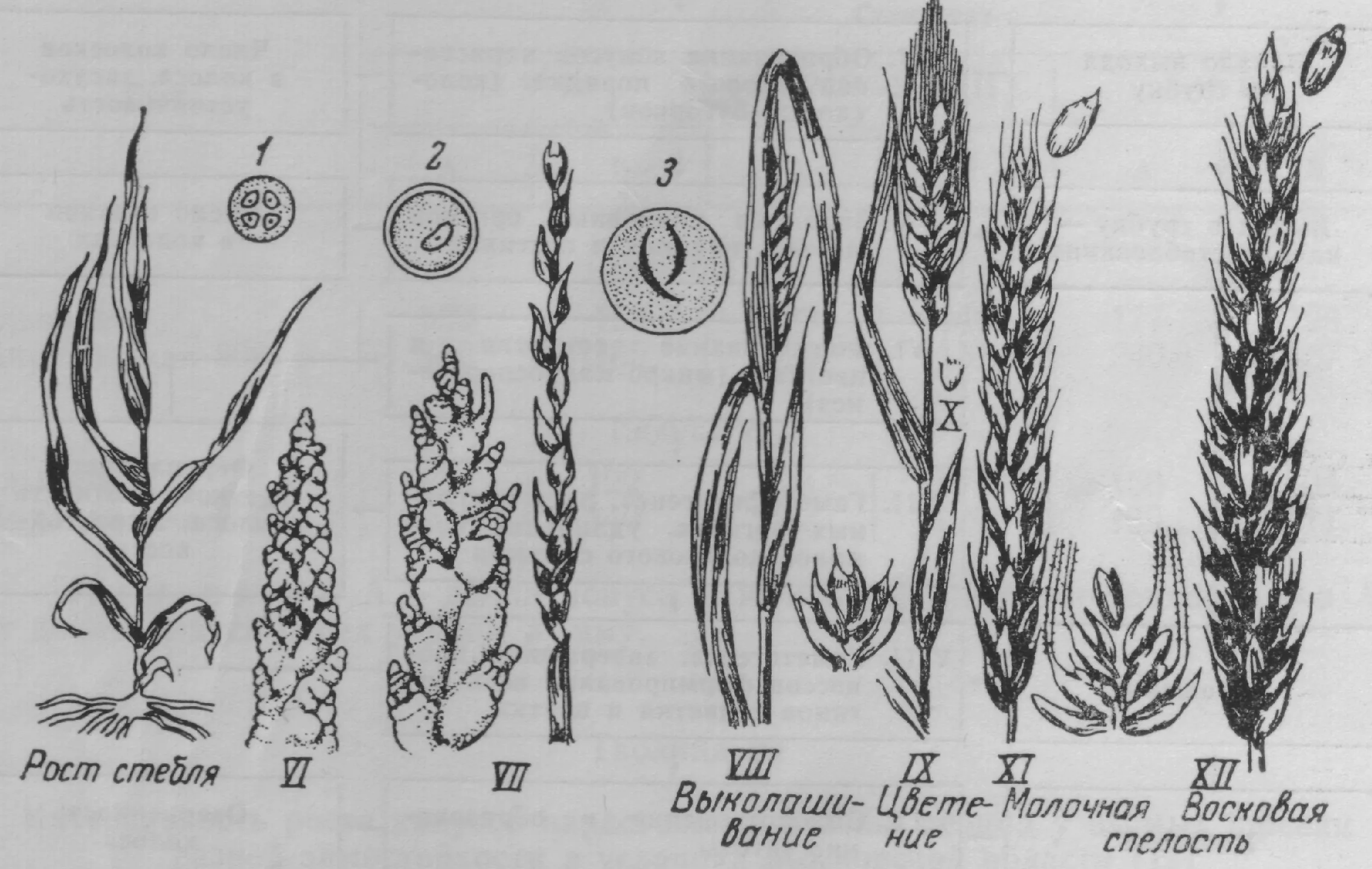 Фазы органогенеза Яровой пшеницы. Фазы органогенеза озимой пшеницы. Этапы органогенеза озимой пшеницы. Этапы ораногенез Яровой пшеницы.