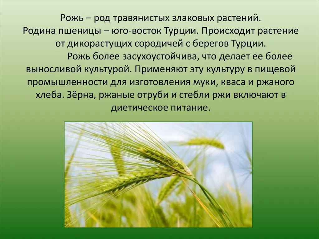 Класс ржи. Презентация на тему рожь. Сообщение про рожь 3 класс. Сообщение про рожь 3 класс окружающий мир. Рожь культурное растение.