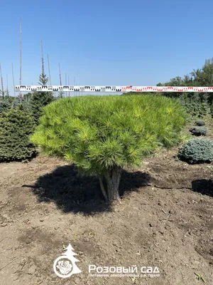 Цветение сакуры в парке Краснодар, сакура в парке Галицкого, парк Галицкого  весной, парк Краснодар в мае, фоторепортаж из парка Галицкого, что делать в  Краснодаре в мае, майские мероприятия в Краснодаре - 28