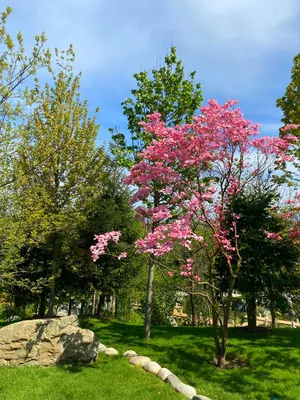 😀Японский сад в Краснодаре открытие. Japanese garden in Galitsky Park  opening. - YouTube