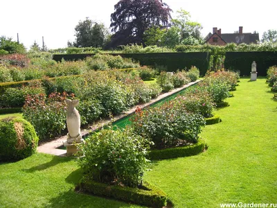David Austin Roses | Ландшафтный дизайн садов и парков